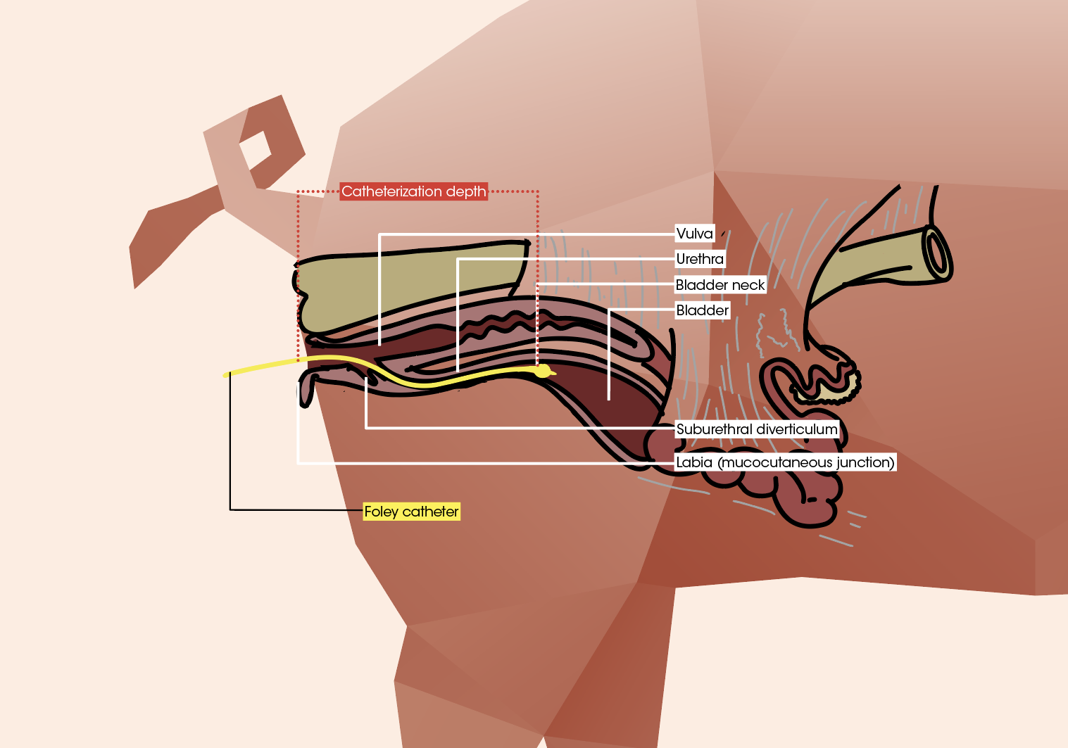 Porcine pelvic organs