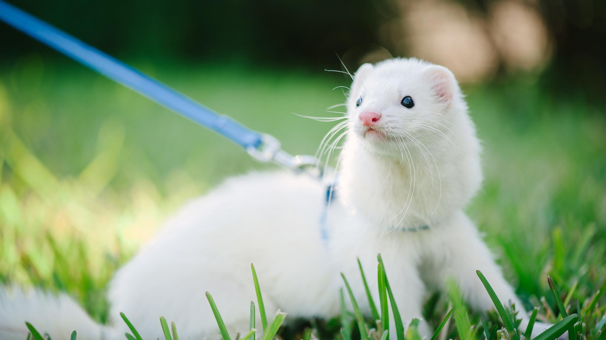 Domestic ferret sales