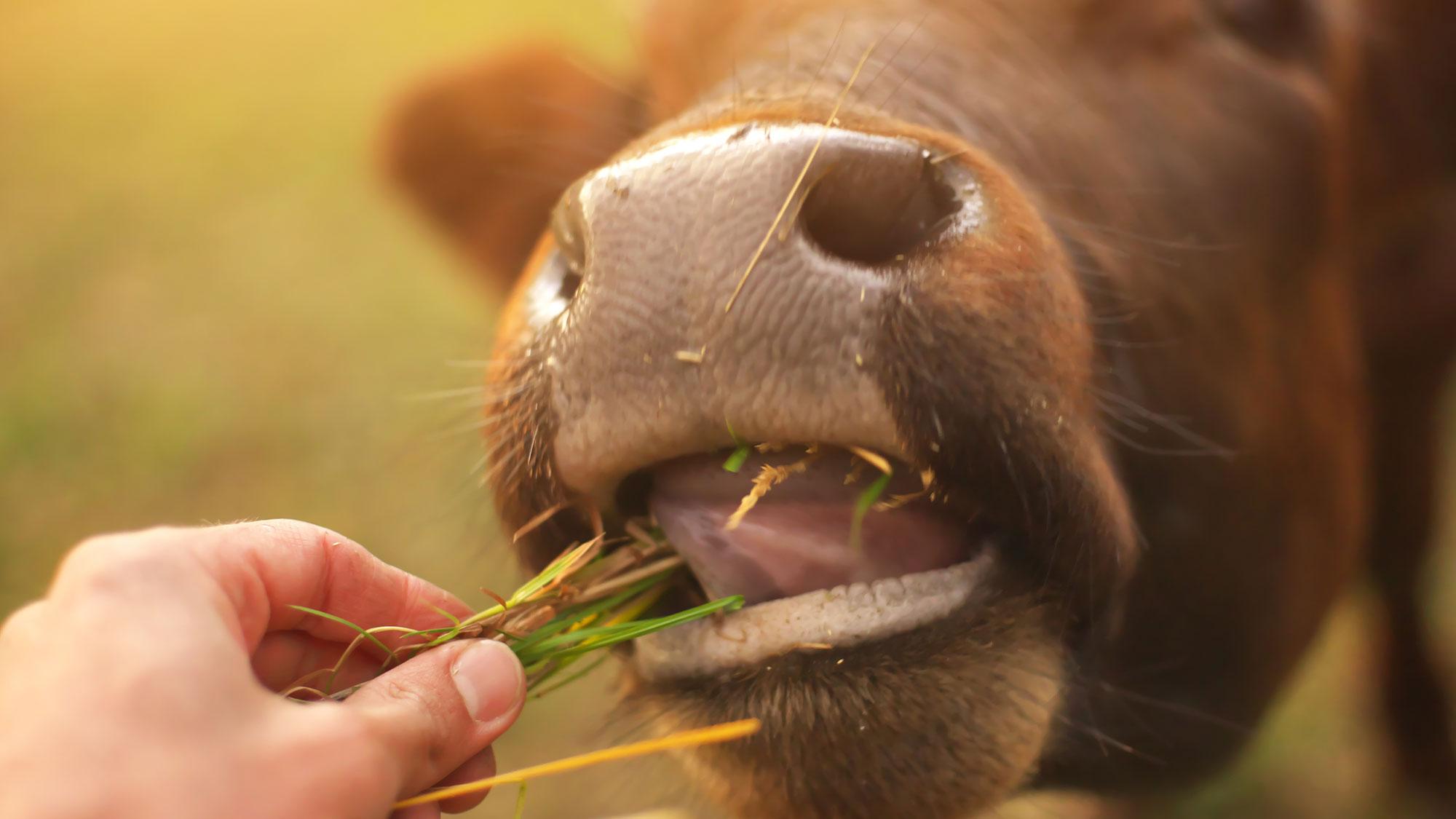 Zdravje živali, okolje in varna hrana
