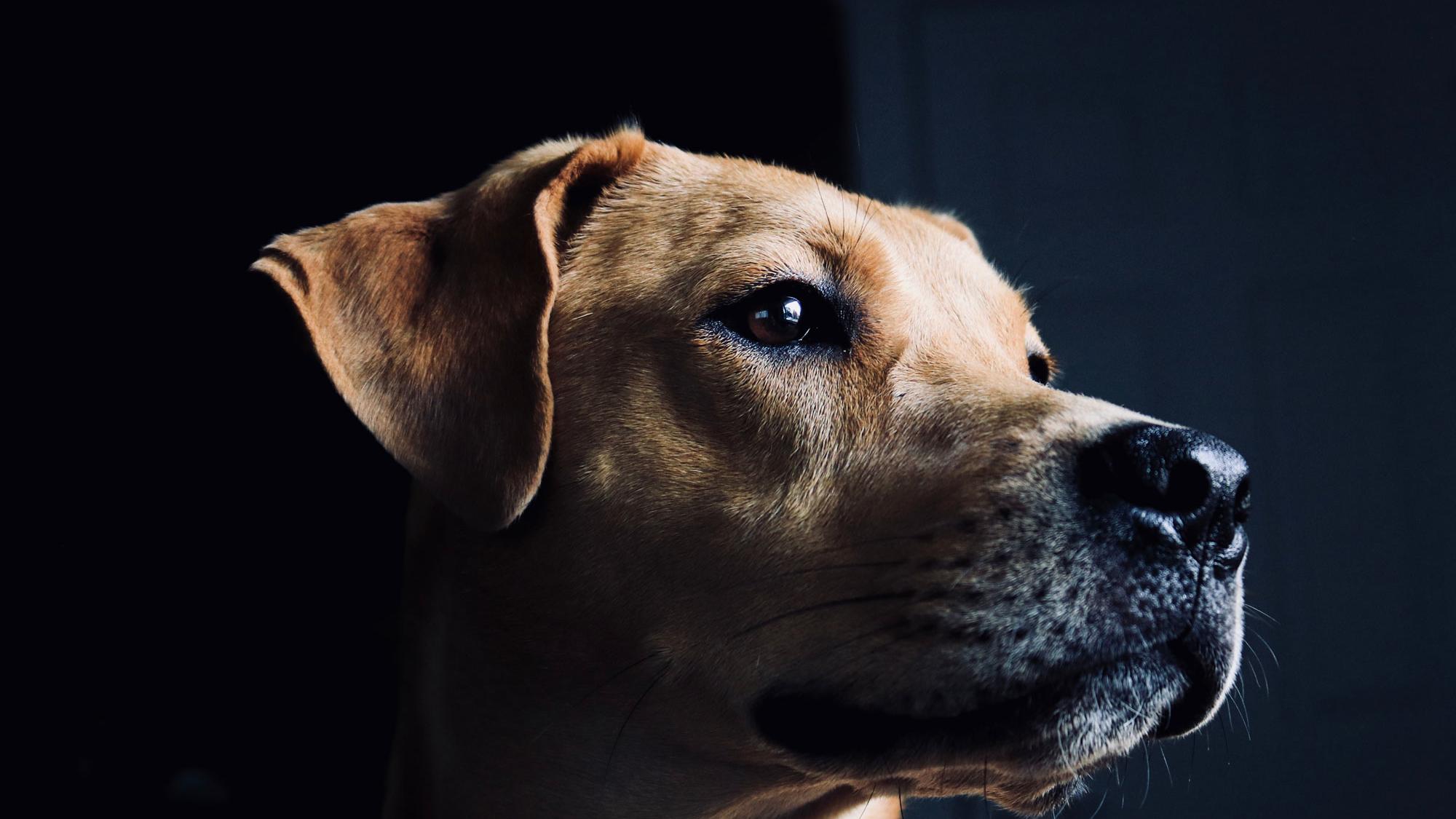 Veterinarska medicina malih živali Pes