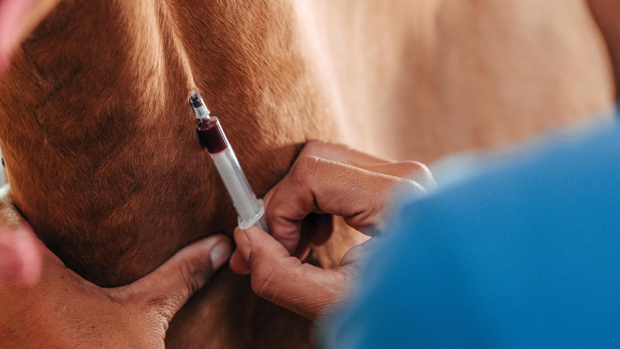 Cepljenje konja