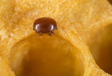 Varroa Varroa