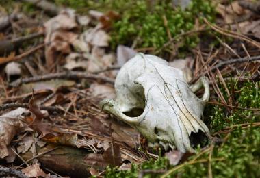 Animal remains Animal remains