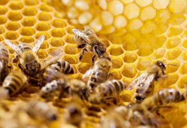 Bees Bees