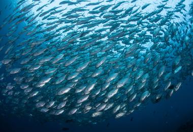 Fish Fish