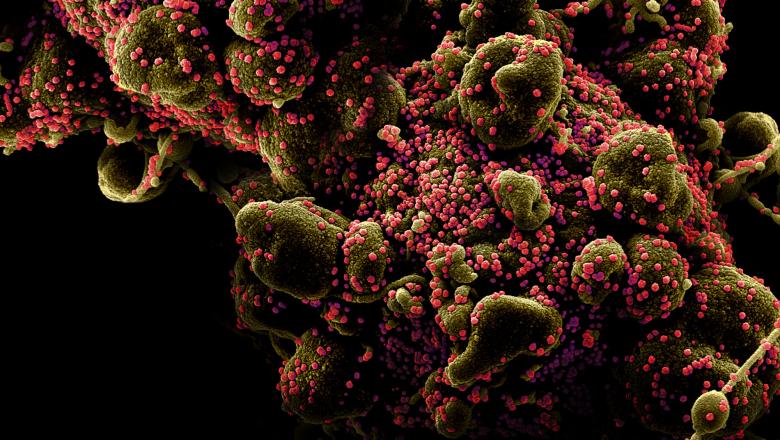 koronavirus