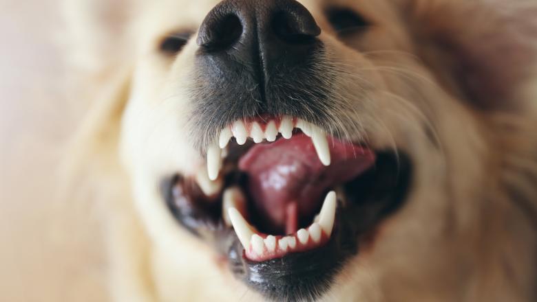 Mikrobiota psov ob uporabi ustne vodice