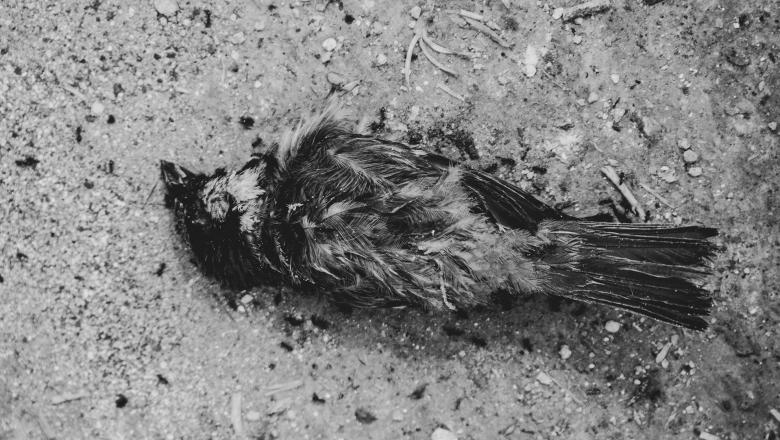 Poginjene ptice