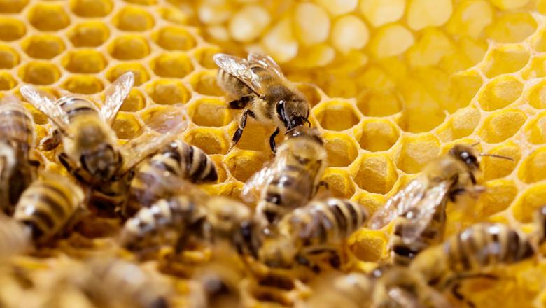 Aktualna zdravstvena problematika čebel